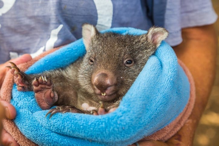 Wombat | Australian Wildlife Society