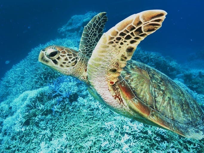 Sea turtle | Australian Wildlife Society