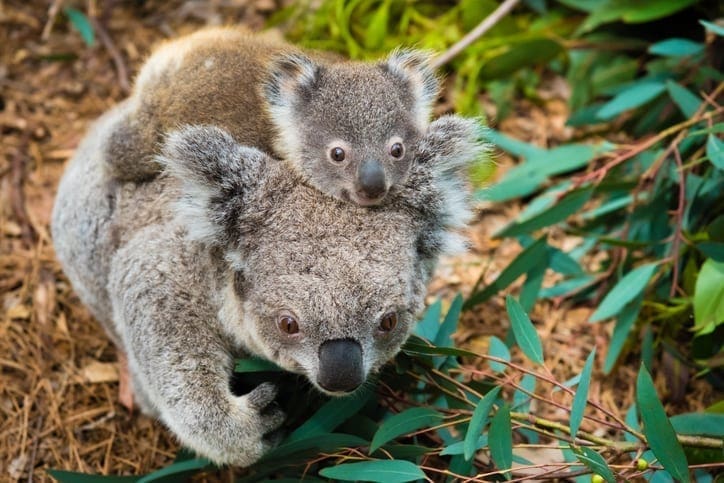Koala | Australian Wildlife Society