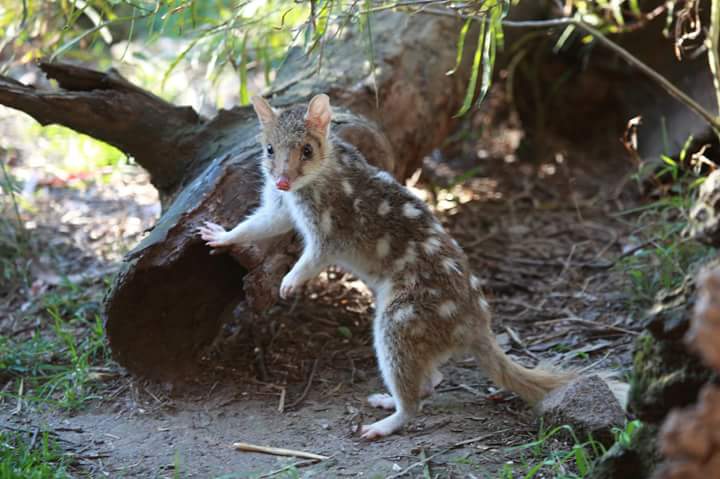 Eastern-Quoll_3.jpg