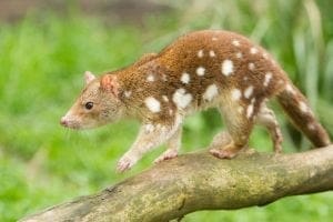 quoll spotted tailed