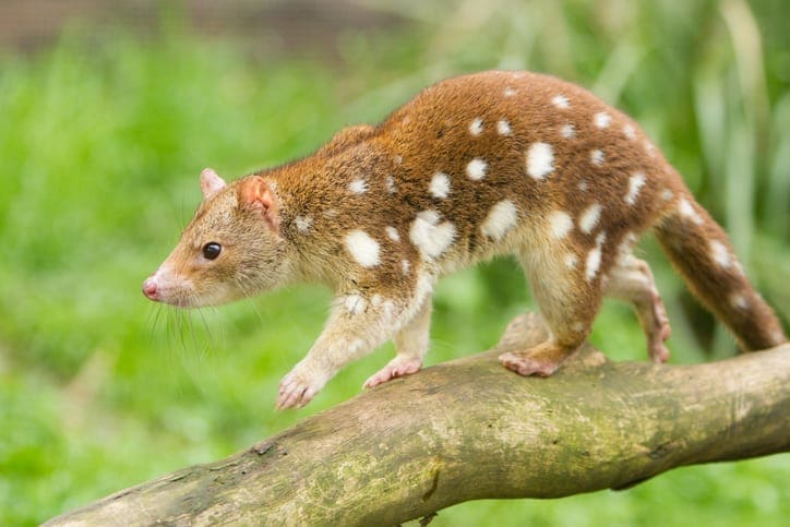 Spotted Tailed Quoll
