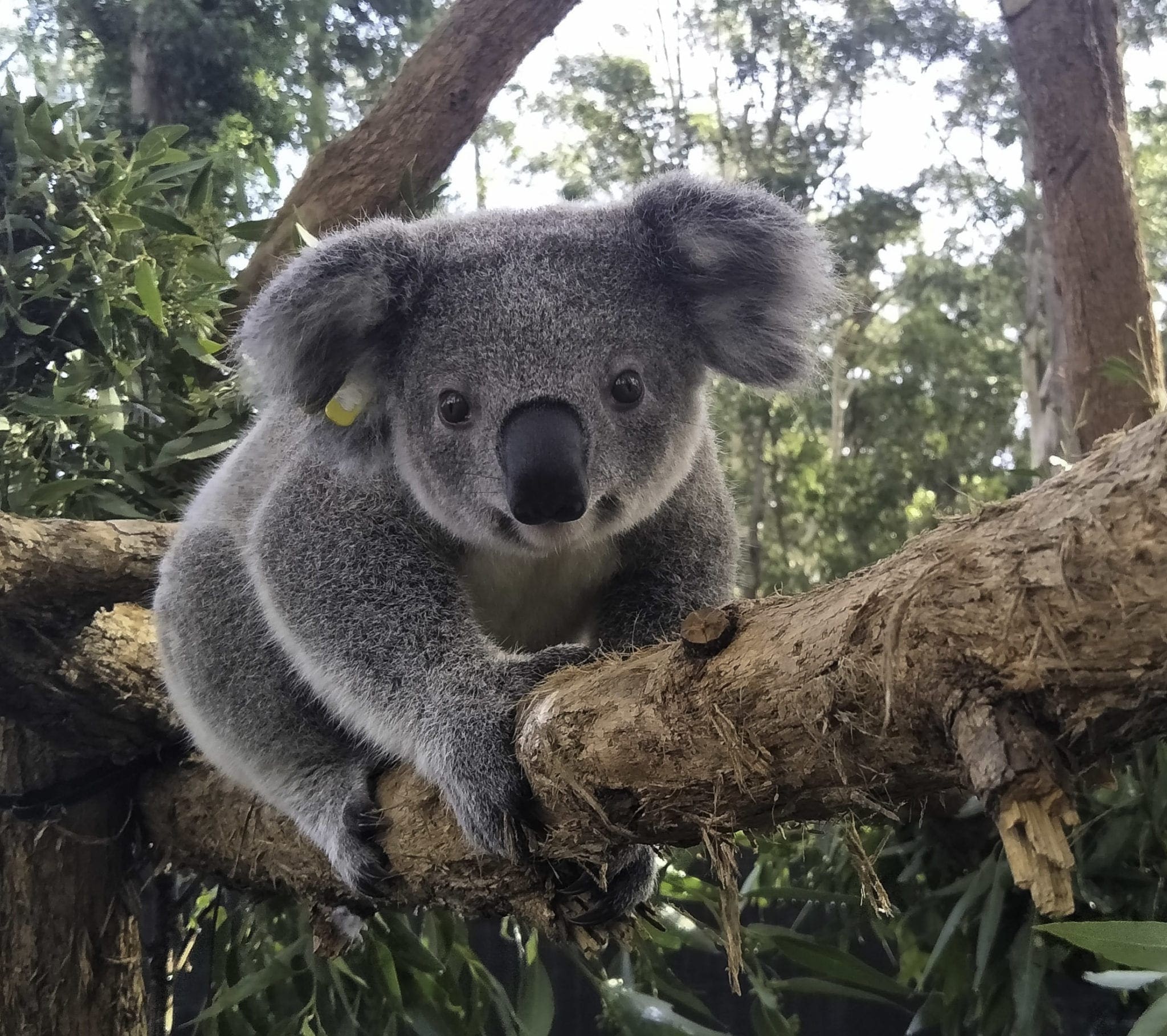 Едят ли коалы. Животные Австралии коала. Карликовая коала. Коала сумчатое. Сумчатый медведь коала Австралия.
