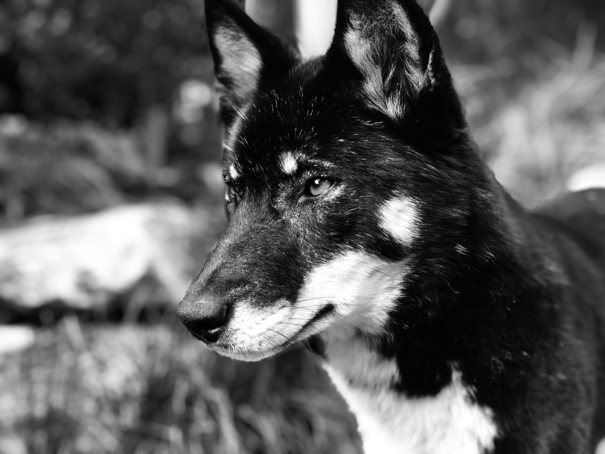 Dingo (Canis Lupus Dingo)_Tiffany Naylor_29.05.20 (002)