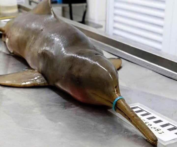 dolphin