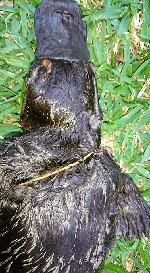 Shocking photos of a platypus, bound and killed by a rubber band surfaced on the Wildlife Rockhampton Facebook page last night.