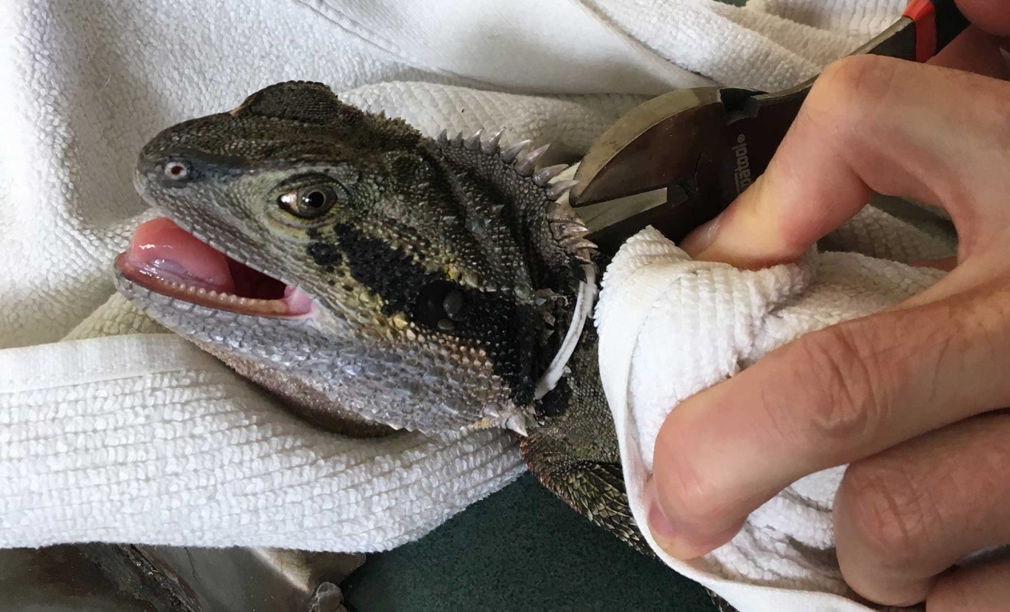 water dragon