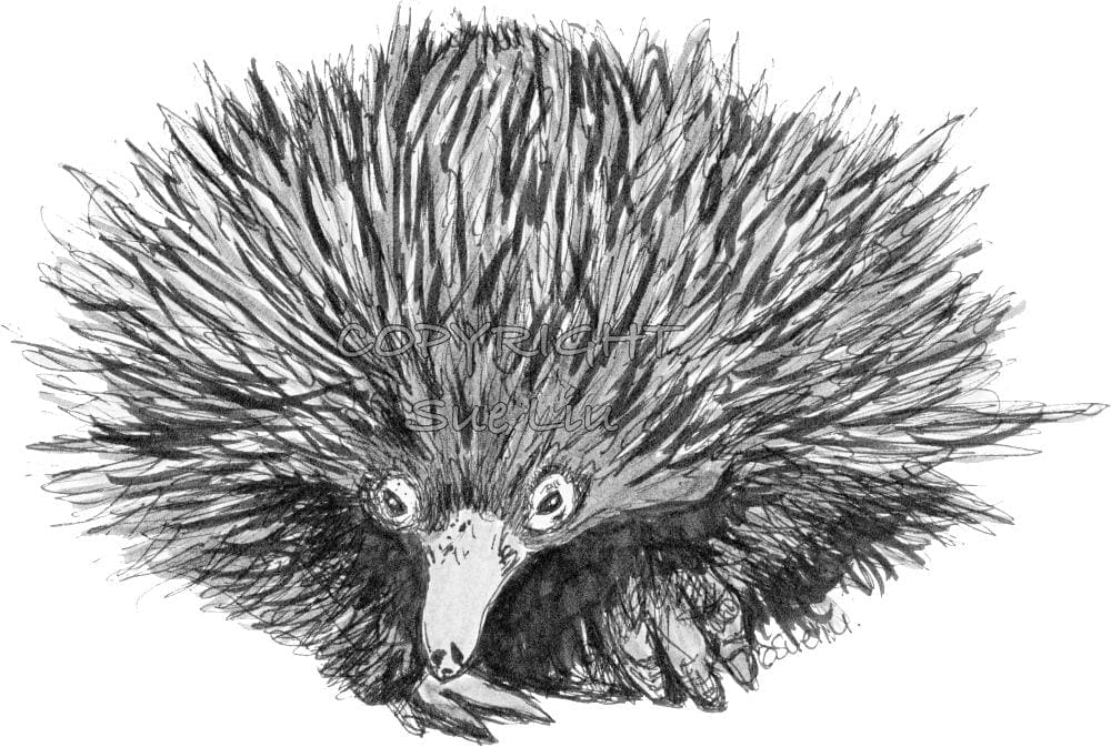 echidna.png copyright