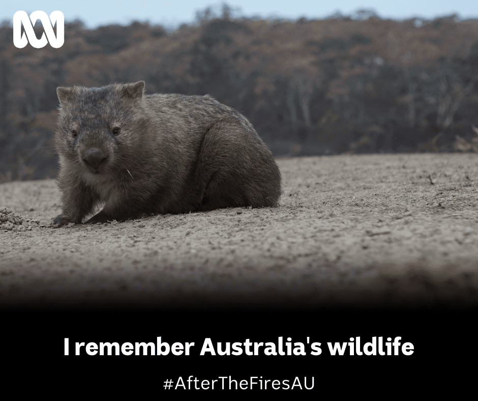 wombat