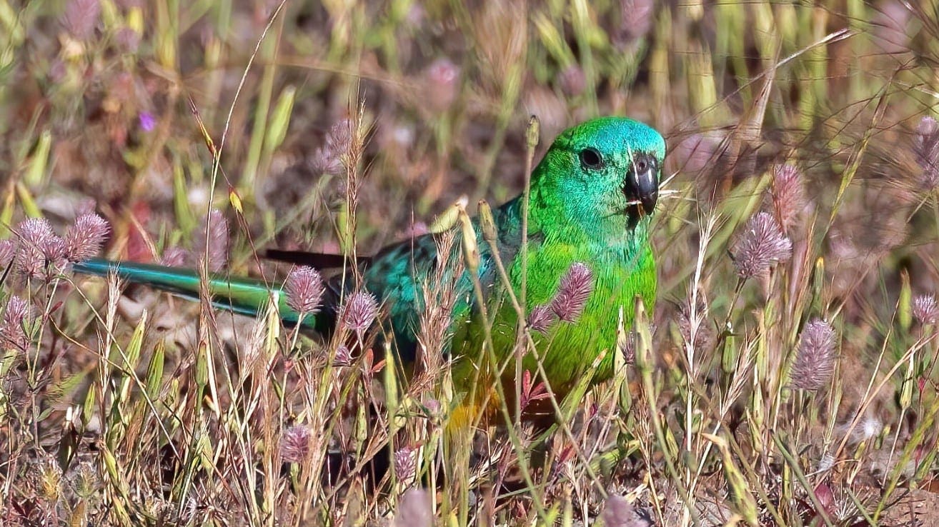 Red-rumped parrot - Copy