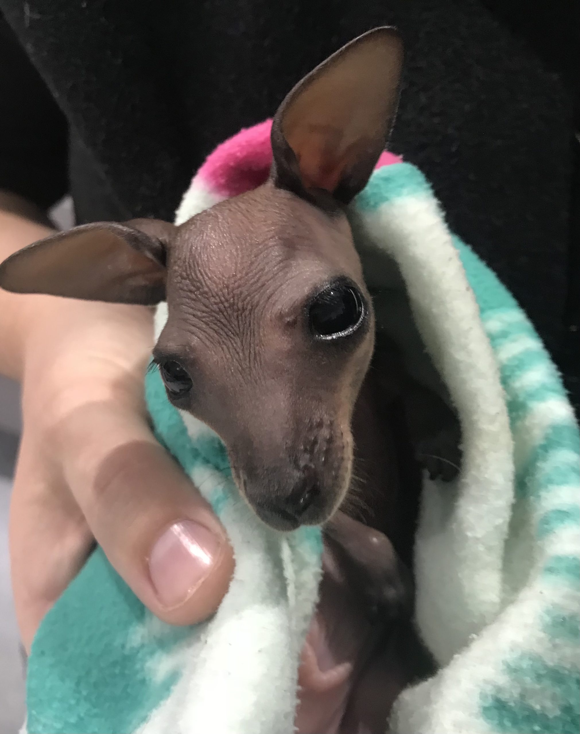 Cute joey.