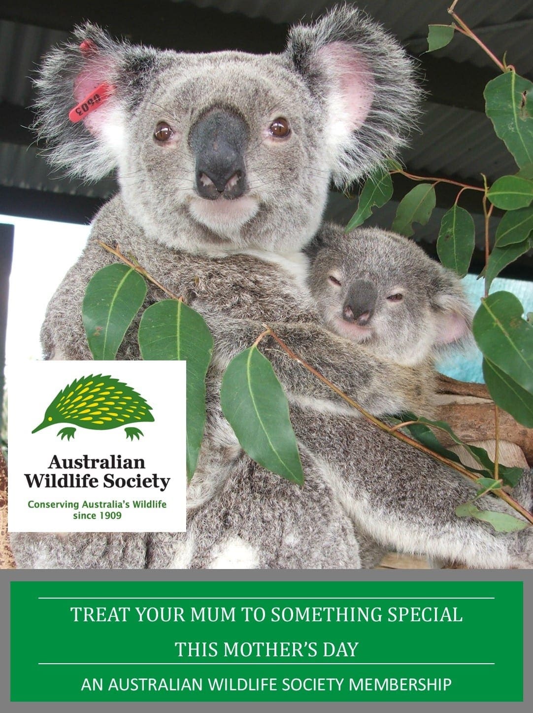 News | Australian Wildlife Society