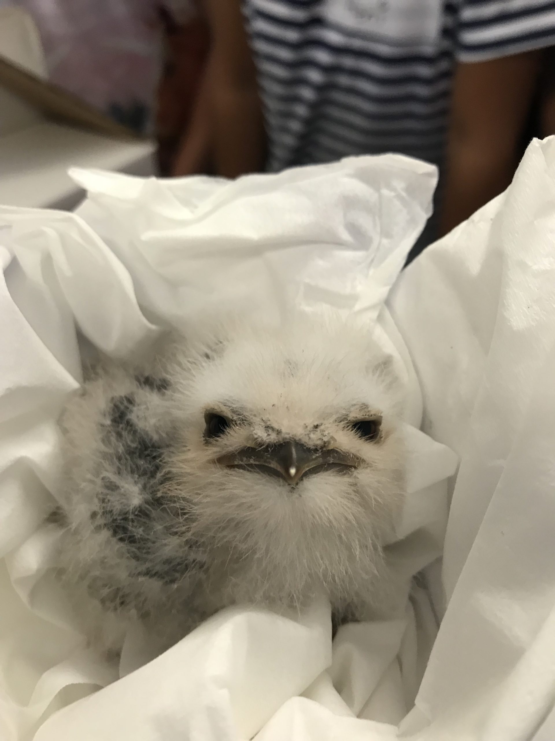 baby Tawny.