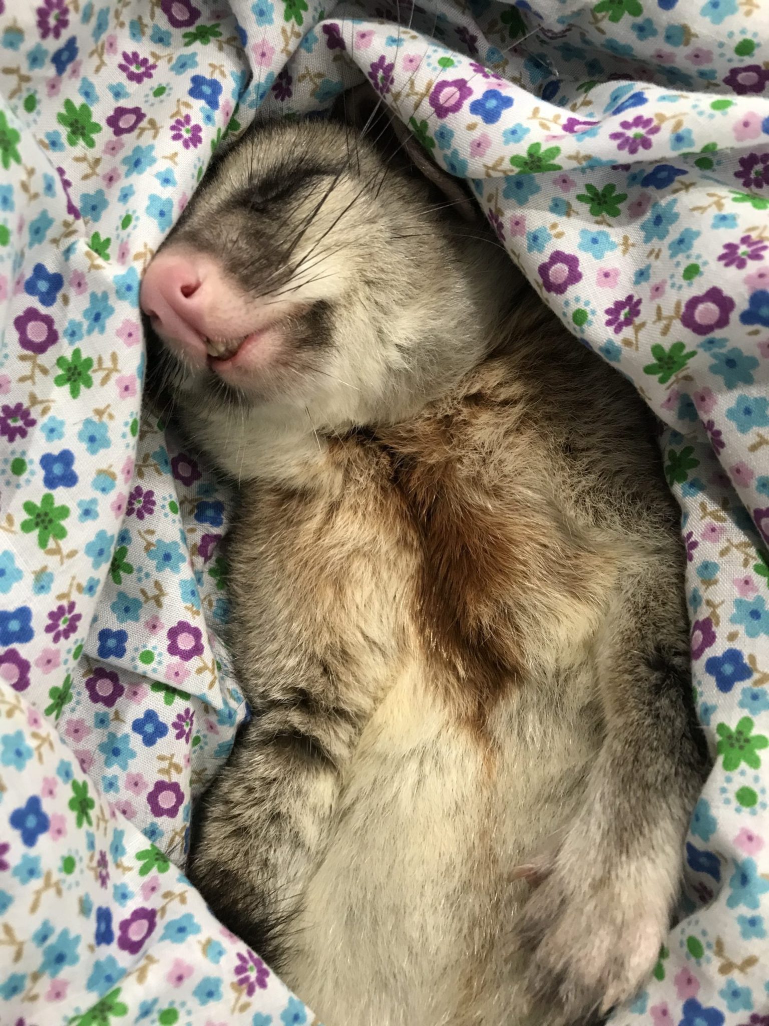 Brushtail Possums (Trichosurus vulpecula)