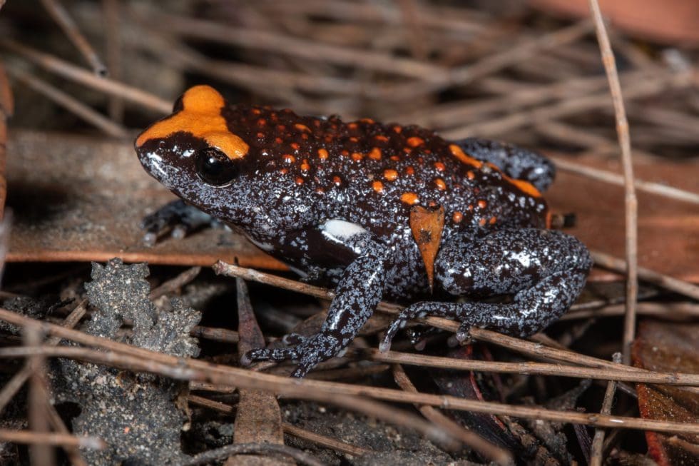 Australian Wildlife Society | Conserving Australia's Wildlife Since 1909