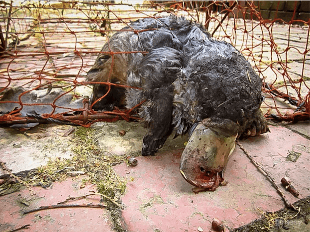 Dead platypus in a cray-trap. Image_Mike Sverns. Supplied by Australian Platypus Conservancy.