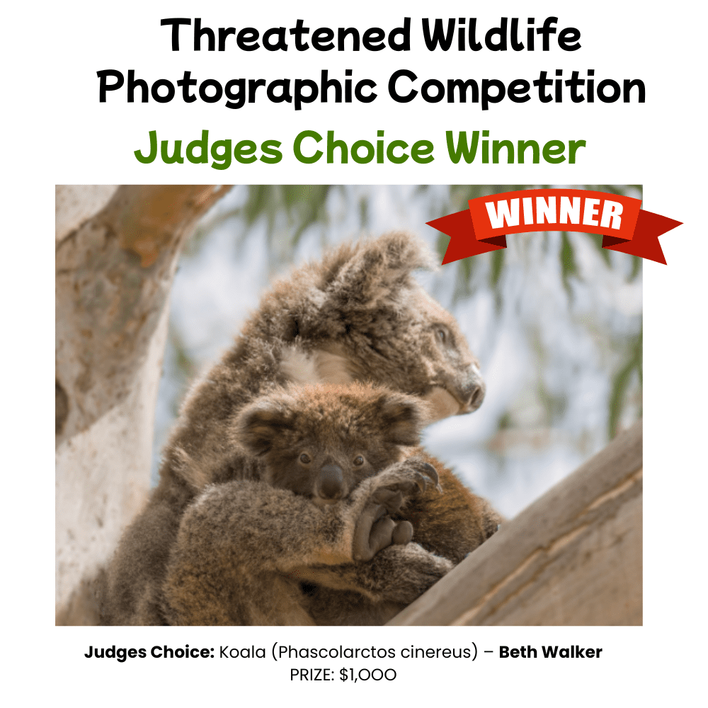 Judges choice